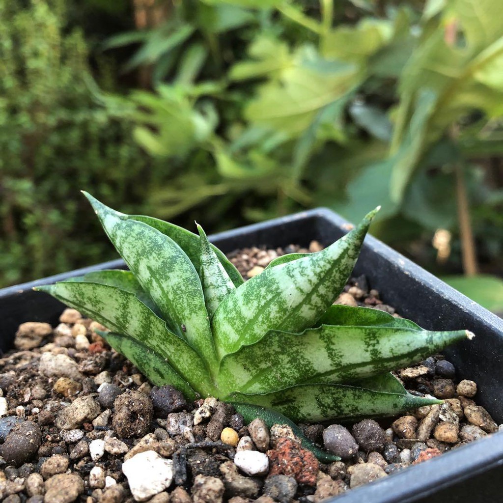 姬佛手虎尾蘭多肉植物 小型品種 綠手指園藝家 小巧玲瓏 蝦皮購物