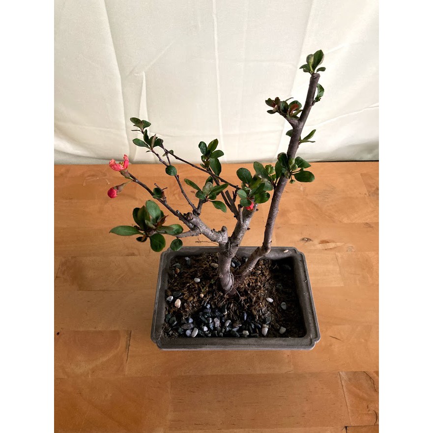綠園 寒梅 寒木瓜梅 長壽祿 5吋方盆 蝦皮購物