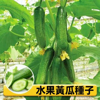水果黃瓜種子 高產壓趴架黃瓜種子 四季盆栽黃瓜種 春秋可種植 旱籽大棚陽臺黃瓜籽 蔬菜種子