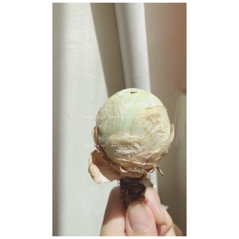 🌹這裡有的花* 多肉植物* 白玉雞蛋 🥚 山地玫瑰 山玫 （也有種子）