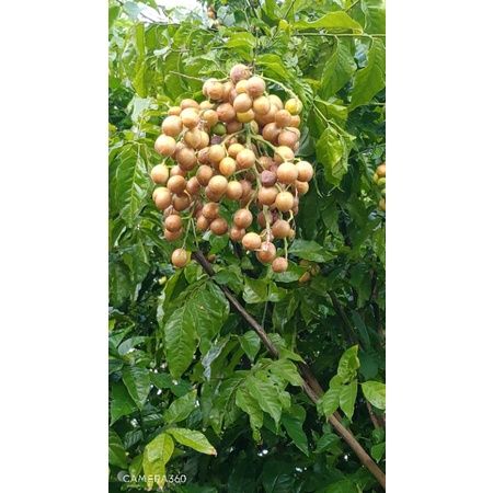 🌵🌵🌵黃金樹葡萄🌵🌵🌵