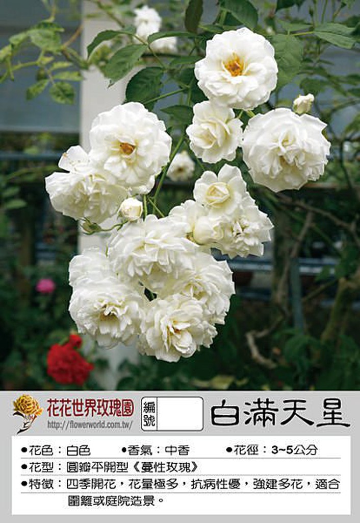 蔓性玫瑰 拍賣 評價與ptt熱推商品 21年4月 飛比價格