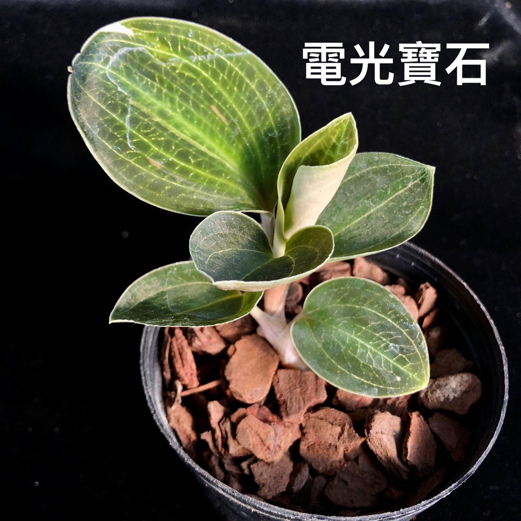 電光寶石蘭 蘭花 寶石蘭金線蓮3 3吋盆樹皮高級介質 蘭桂坊 蝦皮購物