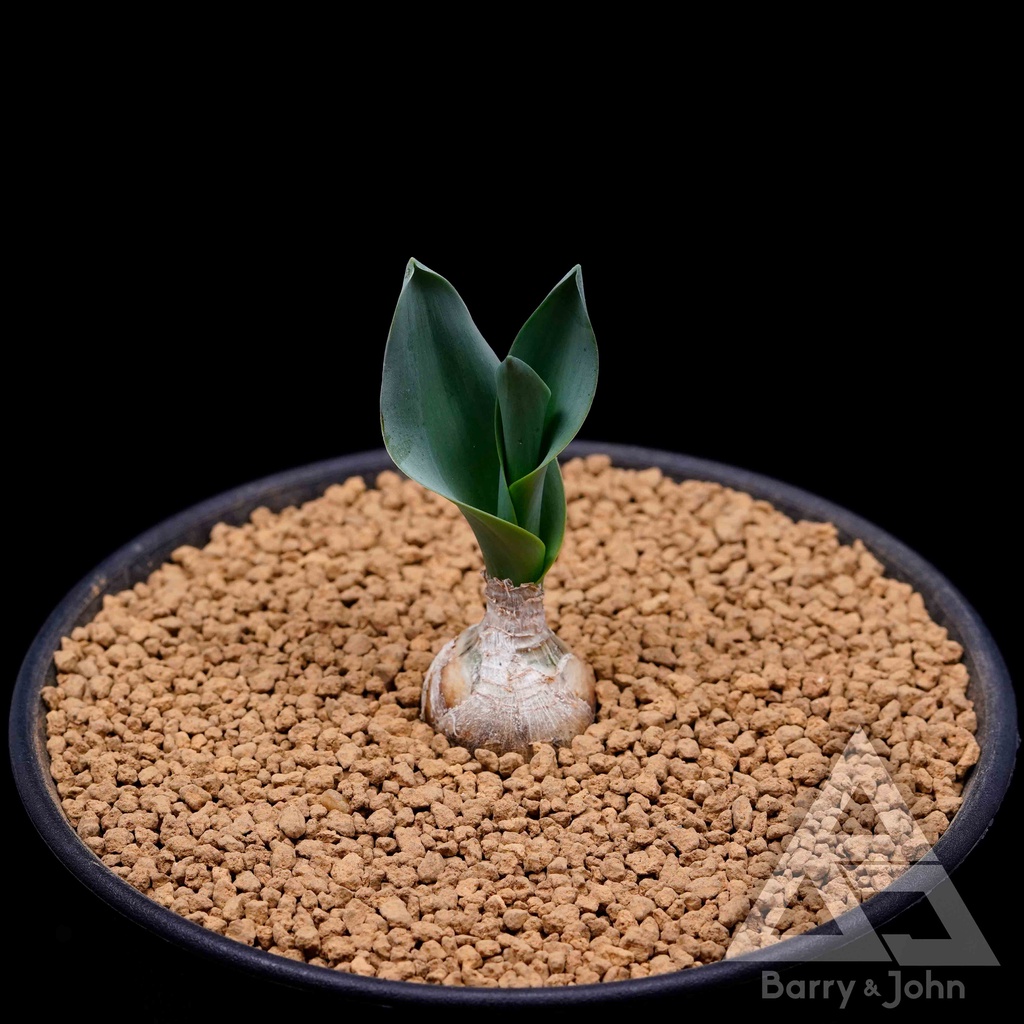 Bj Drimia Sp 判官球屬球根秋冬型塊根多肉植物 Drima Sp 蝦皮購物