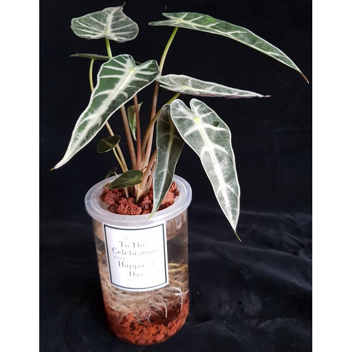 水耕栽培瓶 Ptt討論與高評價網拍商品 21年8月 飛比價格