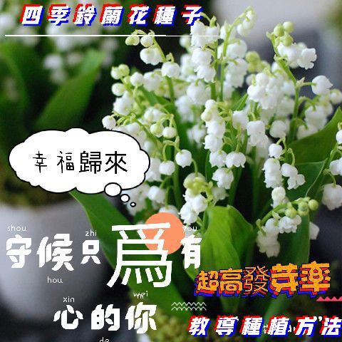 限時搶購 100粒鈴蘭花種子小型盆栽 蝦皮購物