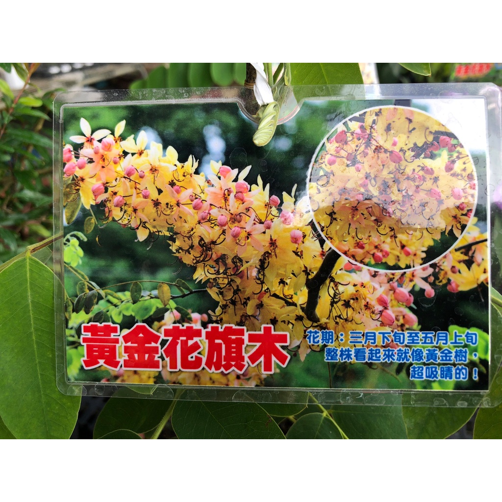 花花世界-常綠喬木-櫻花*黃金花旗木*-泰國櫻花/全株黃金色