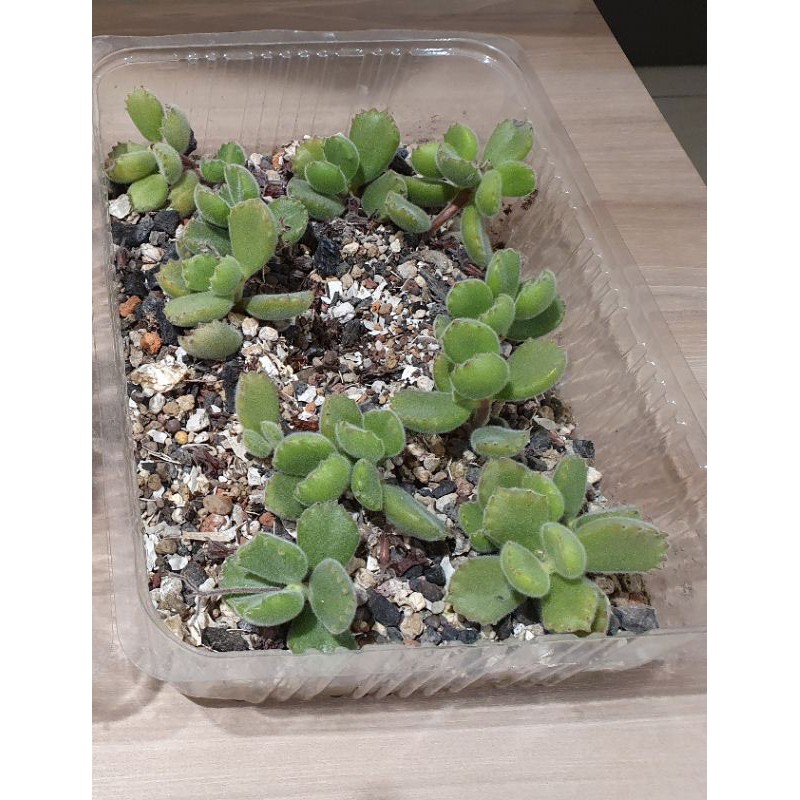 整盆熊童子穩根限面交熊掌綠熊多肉植物 蝦皮購物