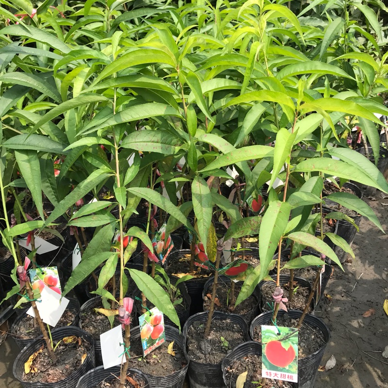 霏霏園藝 特大甜桃嫁接苗4吋盆 蝦皮購物