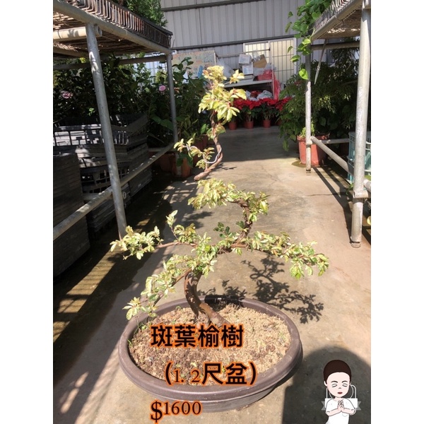 霏霏園藝斑葉榆樹 (1.2尺盆) $1600