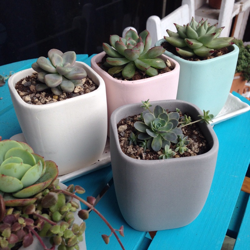 最新多肉 植物 砂 すべての美しい花の画像