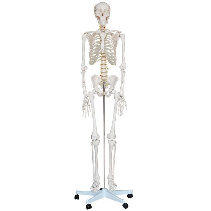 可開發票 170cm骨骼附高級椎間盤神經根模型 高級人體骨骼模型 美術 藝用 標準骨骼骨架 教學教具模型ARGR客滿來