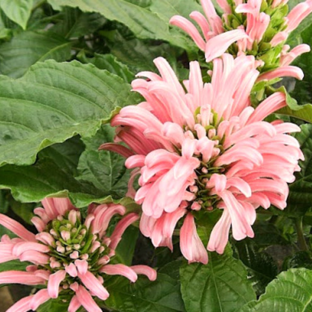 植物 3 巴西羽花串心花淡色珊瑚花珊瑚花珊瑚塔爵床科爵床 園藝盆栽 蝦皮購物