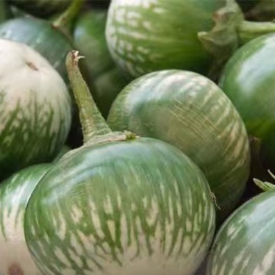 多款茄子種子 圓茄  紫茄 四季易種 高產品種 家庭園藝陽臺種植  盆栽蔬菜種子 發芽高達99%