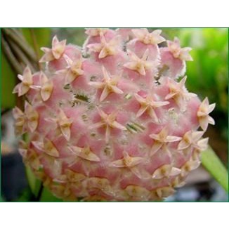 毬蘭 223-粉紅愛麗絲毬蘭Hoya erythrostemma pink