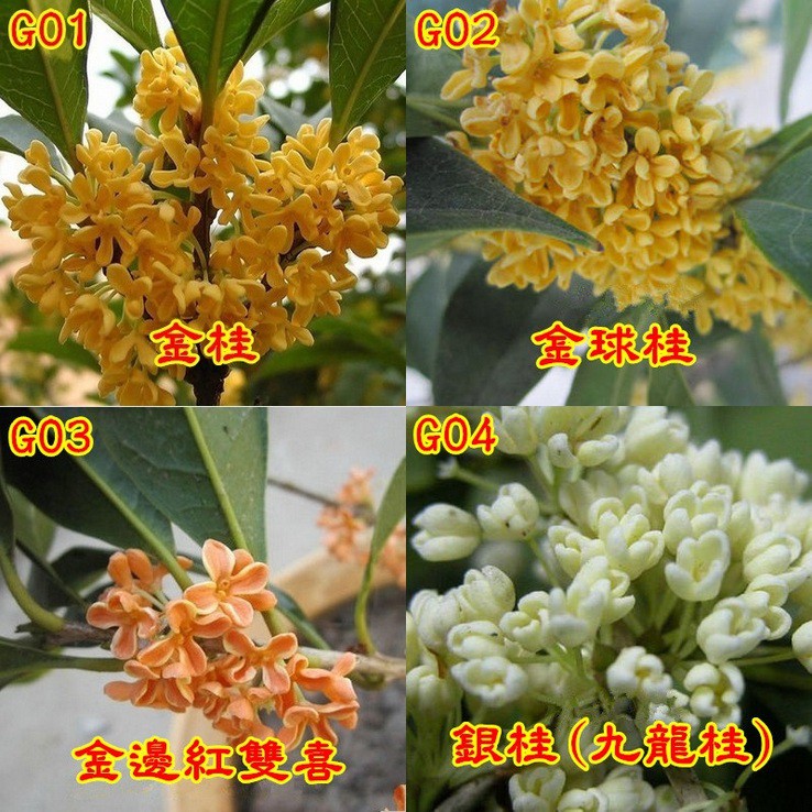 💐【我會發芽】桂花種子 金桂 丹桂 沉香桂 四季桂花 硃砂桂 佛頂珠 九龍桂 狀元紅 綠玲瓏 低溫冷藏 沙藏種子