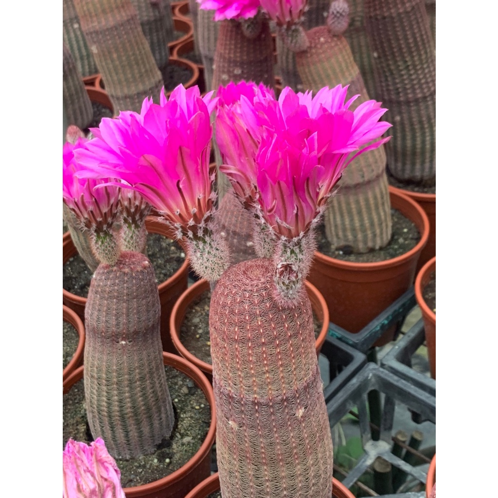 麗加 多肉植物 紫太陽 單頭出貨 後為大盆開花圖實拍參考 仙人掌 仙人柱系列 會開花 大朵花 紅色系花 蝦皮購物