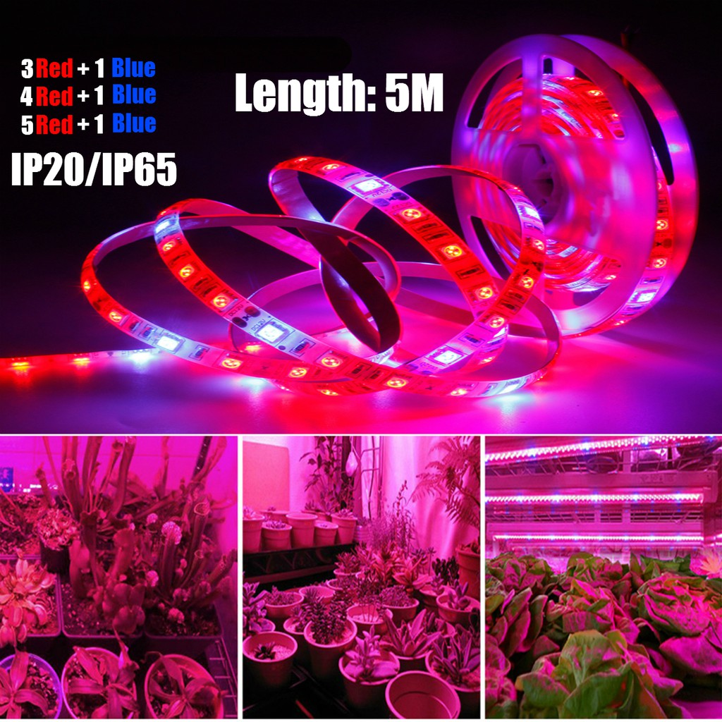 5m 12V 全光譜 Led 生長燈條紅色 + 藍色生長燈防水 IP65/IP20 用於水培花卉植物