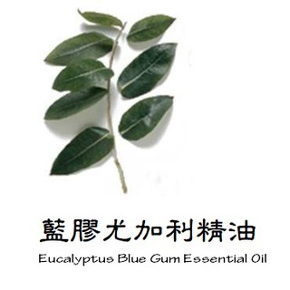 【muco】藍膠尤加利精油 (Eucalyptus Blue Gum Essential Oil)