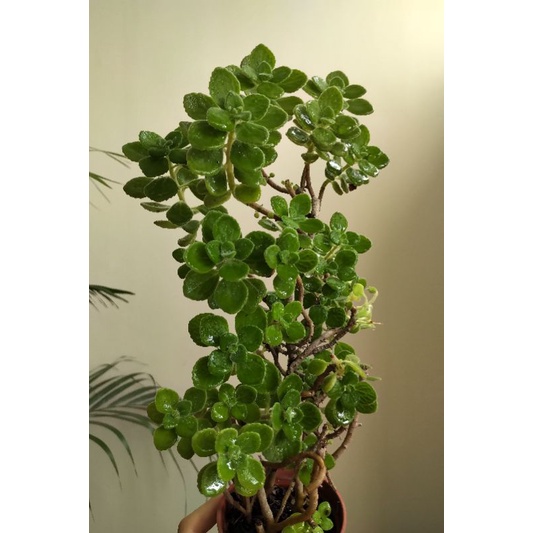 〔珍妮的有色眼光〕小盆栽/多肉/ 一抹香/碰碰香/香料植物/Pelargonium odoratissimum