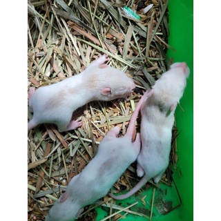 花枝鼠 優惠推薦 22年5月 蝦皮購物台灣