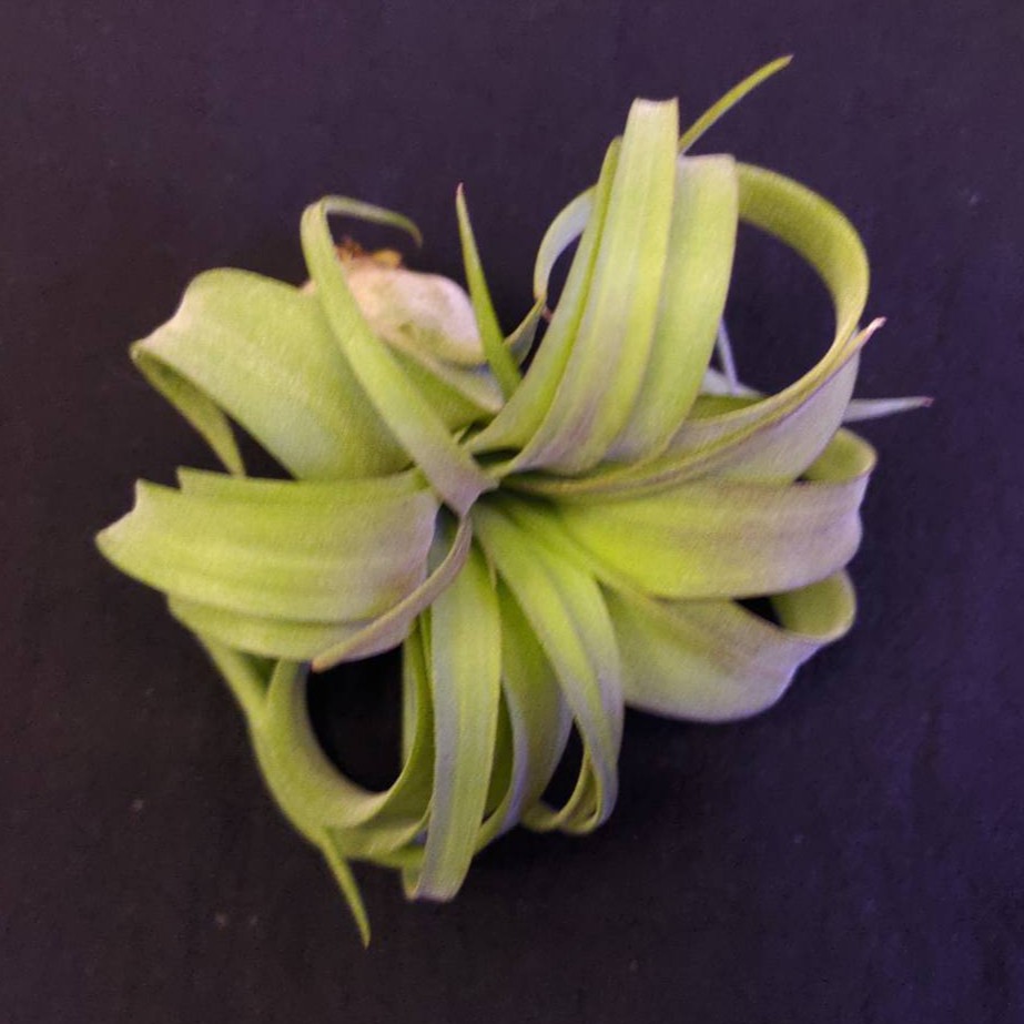 空氣鳳梨 -艾瑞克 (貝可利X電捲燙) - Tillandsia 'Eric Knobloch' - 中大型顯色質感品種