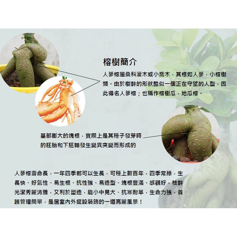 人參榕活体苔蘚球苔玉苔球園藝 苔蘚花盆花器景觀瓶水族水草草皮diy生態瓶小品盆栽迷你盆栽 蝦皮購物