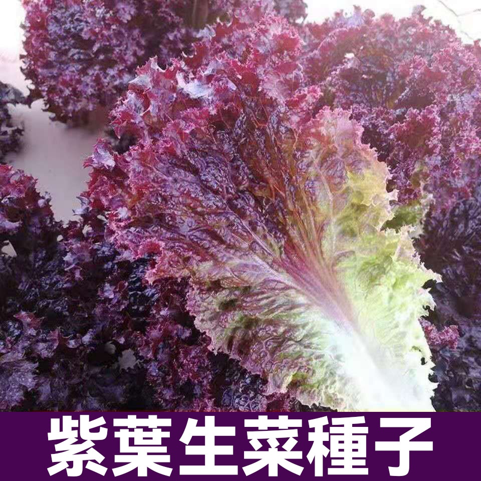 【生菜種子】紫葉生菜種籽 紫霞生菜種子  沙拉菜四季連續采摘蔬菜籽 蔬菜種子