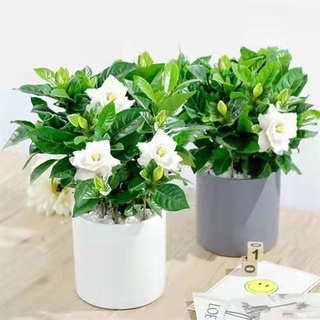 臺灣現貨現發 梔子花種子 梔子花易養 易種 植物盆栽花卉 室內易活 當季播種 盆栽花草 梔子花 種子