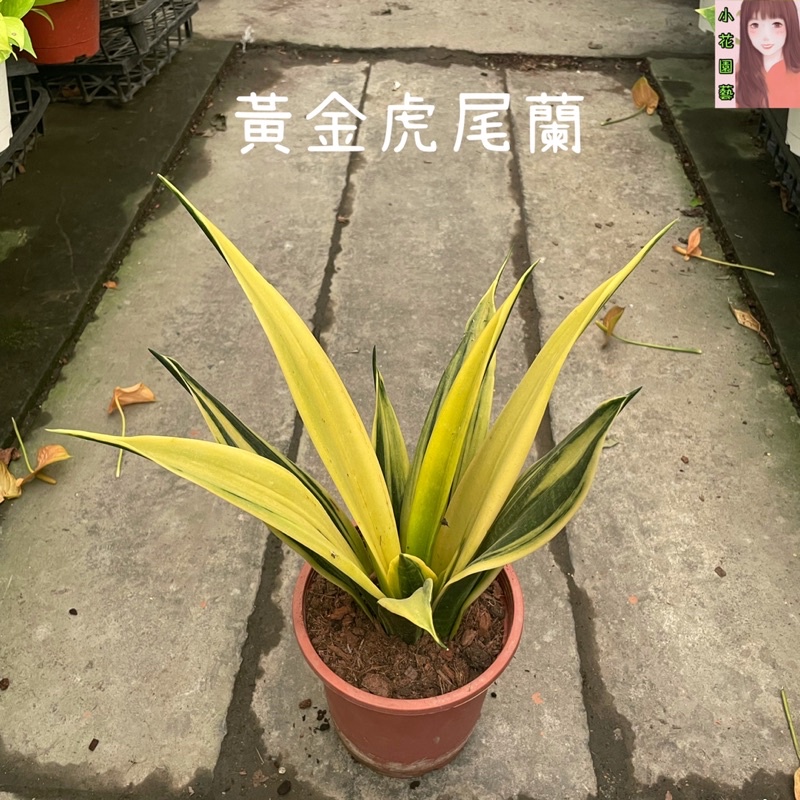 小花園藝 黃金虎尾蘭 6吋盆 $250