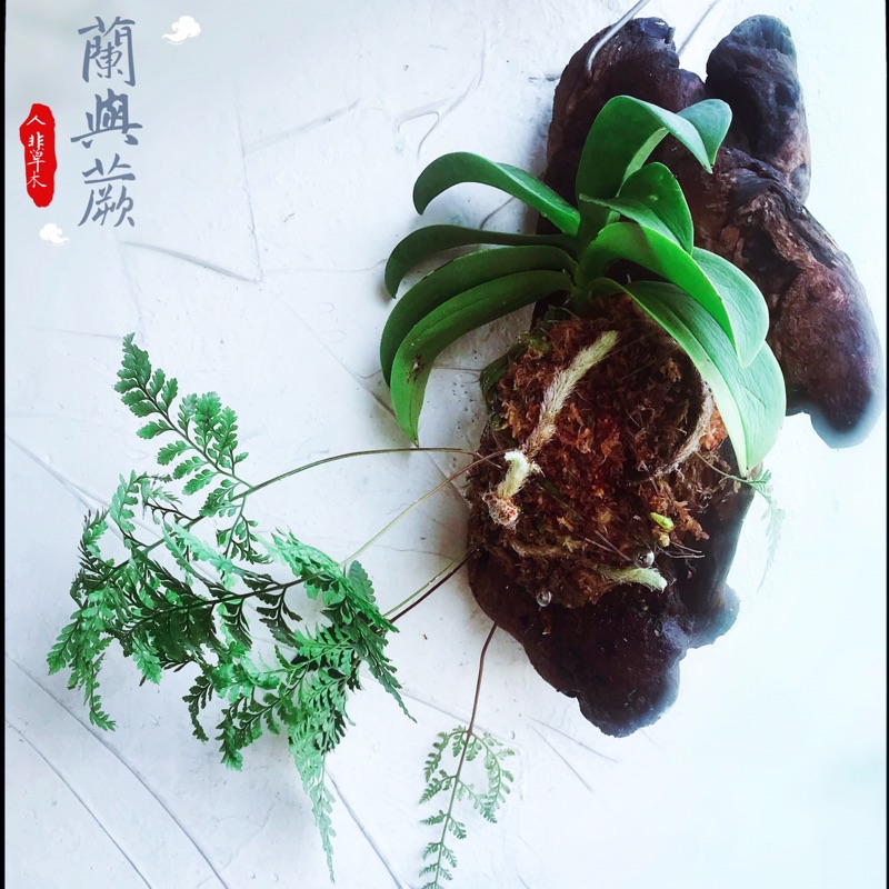 新手上板鹿角蕨 代客上板植物 鹿角蕨 蘭花 含板材植物出貨 蝦皮購物