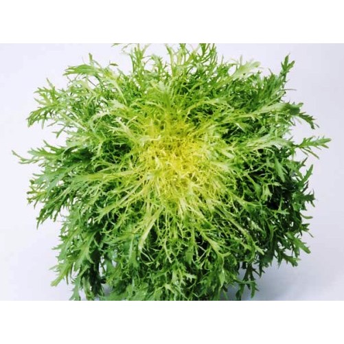 C249 Frisee Frisee 綠捲鬚生菜 菊苣 種子0 3g 約0顆 精選品種 蝦皮購物