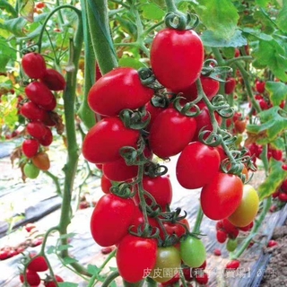 種子夯聖女果種子紅色小番茄種子櫻桃小番茄種子小西紅柿種子農家蔬菜種 JXyN