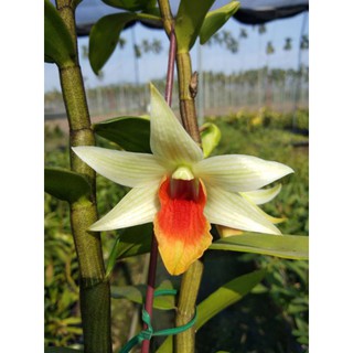上賓蘭園 D. Hsinying Frosty Maree x D. Tobanese "Super"