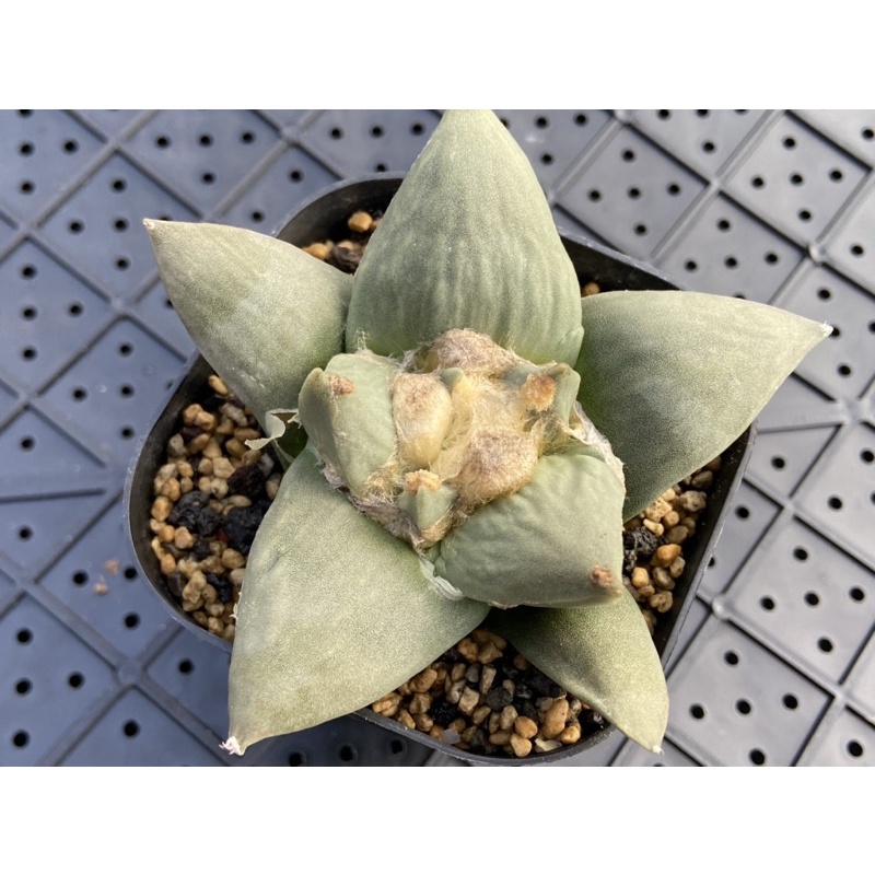 多肉植物皺疣花牡丹實生3 5吋 蝦皮購物