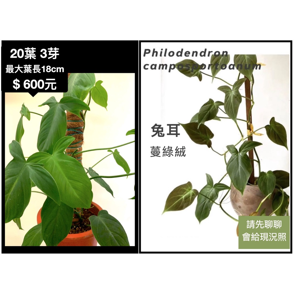 【鹿過植栽】兔耳蔓綠絨 philodendron camposportoanum 葉面手感療癒