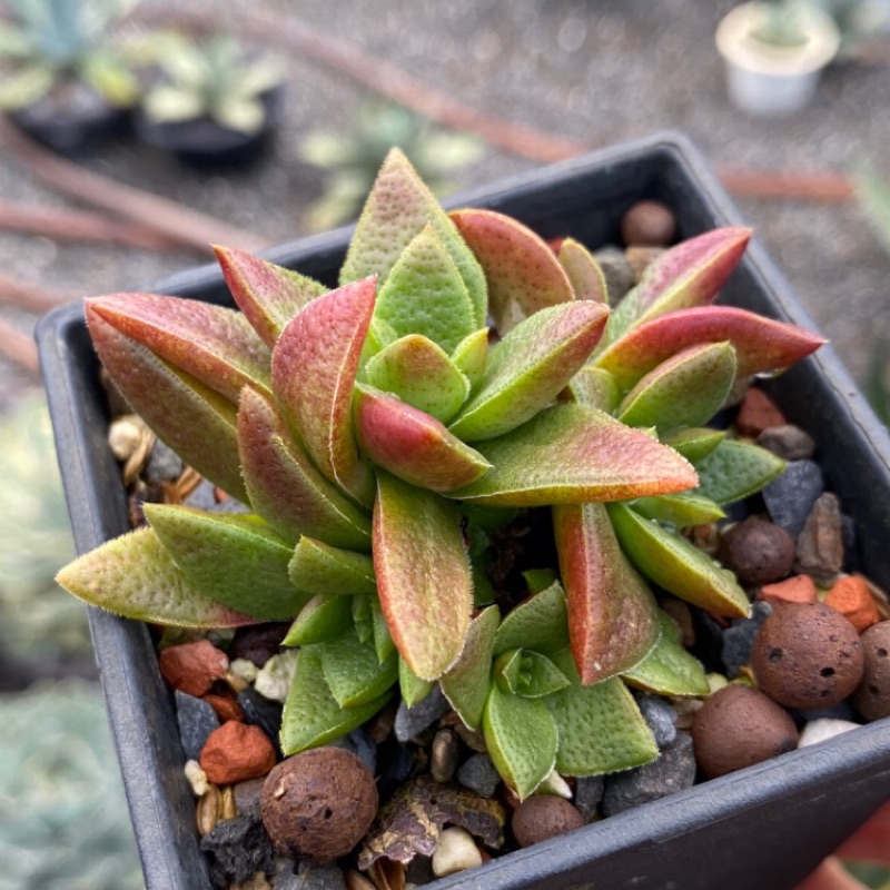 紅瓦仙肉屋赤鬼城 多肉植物 景天 一物一拍編號 9 蝦皮購物