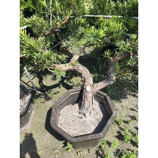 羅漢松 盆栽 雕塑 造型 彎折 迎賓樹 特價6500元
