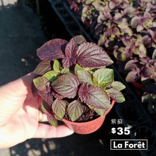 日本進口紫蘇花 紫蘇花卉 蝦皮購物