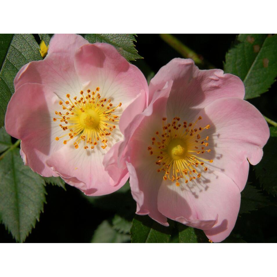 園藝之家 犬薔薇 狗薔薇rosa Canina薔薇屬常用砧木兼果用種50粒熱銷 蝦皮購物