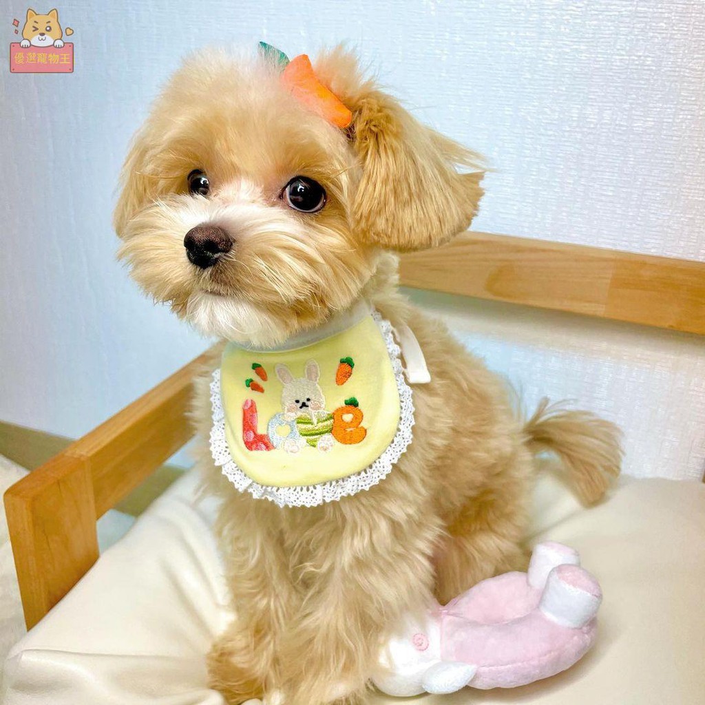 臺灣現貨 寵物刺繡圍兜兜ins韓國可愛兔子狗狗圍脖寵物圍兜寵物口水巾比熊泰迪博美蝴蝶犬西高地犬柴犬圍脖 蝦皮購物