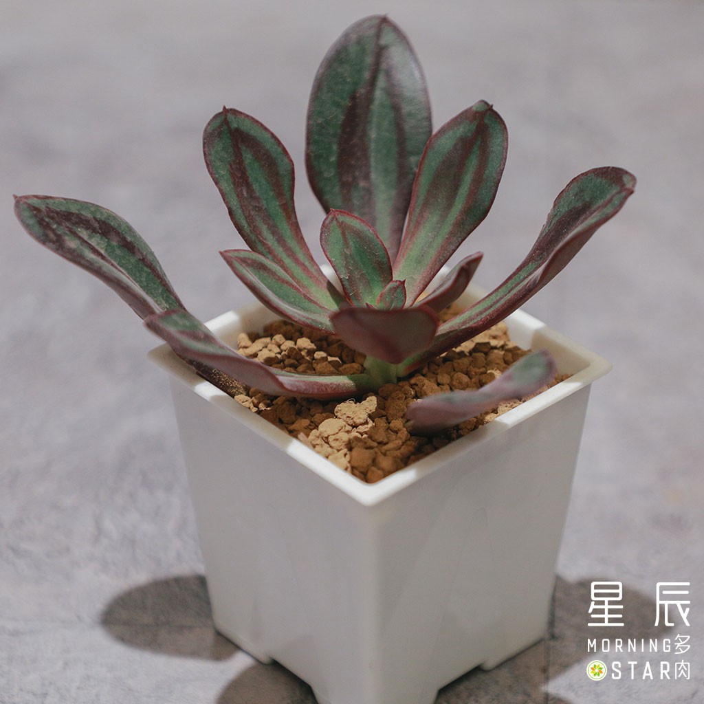 紅司 優惠推薦 21年7月 蝦皮購物台灣