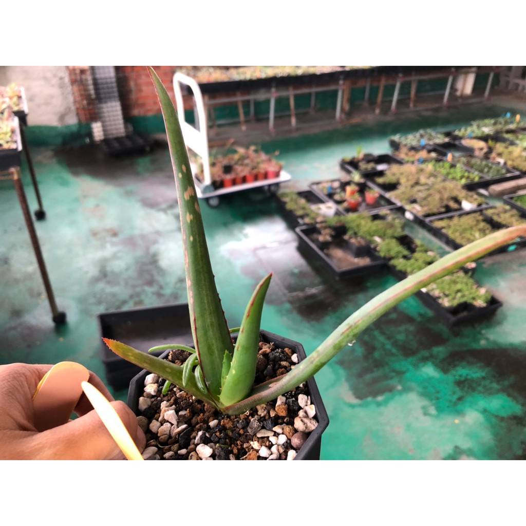 Aloe Microstigma 暗血帝王蘆薈一次買兩隻以上有優惠 蝦皮購物