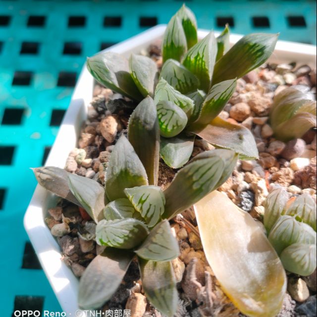 肉部屋無錦芽綠太線綠鈦線錦斑百合多肉植物 蝦皮購物