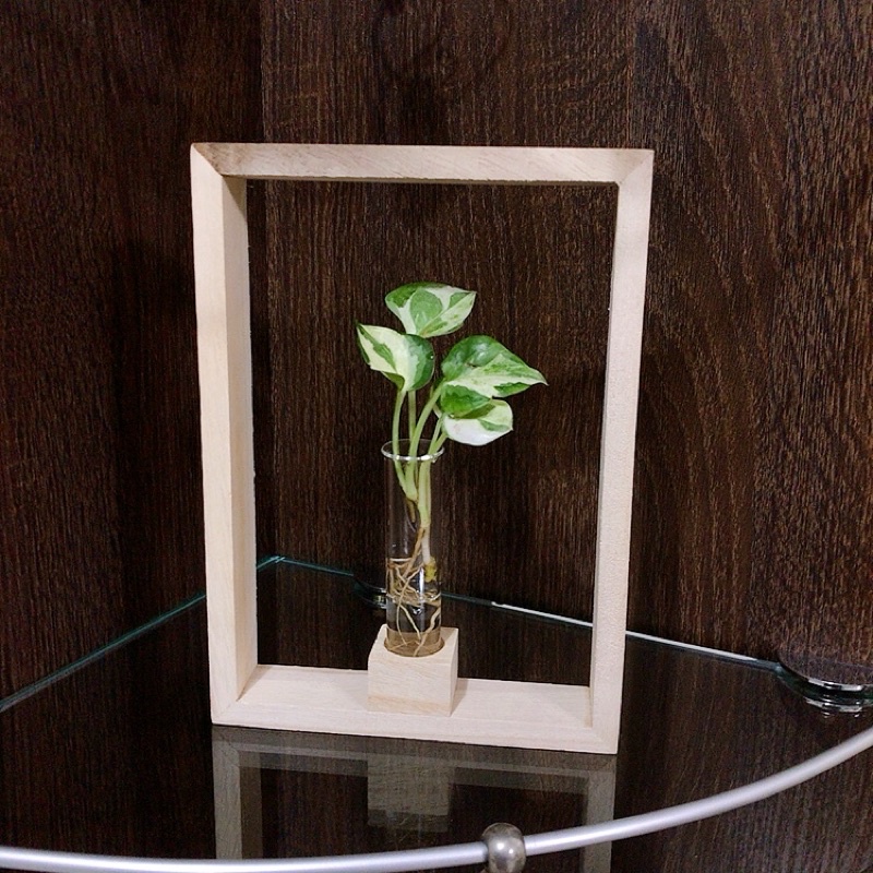 美觀植療所 白金葛 室內植物 懶人植物 水培 水耕栽培 好養 耐陰性 辦公室植物 送禮植物 情人節禮物 蝦皮購物