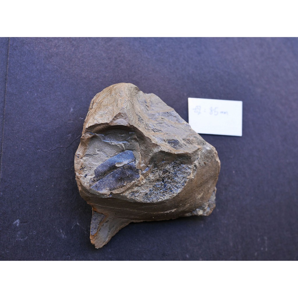 【實物實拍】【現貨】【蝦露】台灣北海岸樹葉化石(母岩85mm)收藏 植物化石 自然科學 生物 台灣化石 (實體比照片漂亮