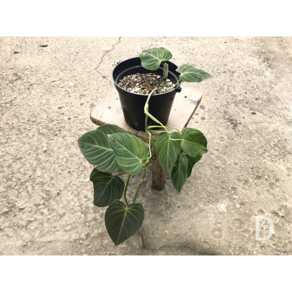 黑金蔓綠絨雨林植物觀葉植物 蝦皮購物
