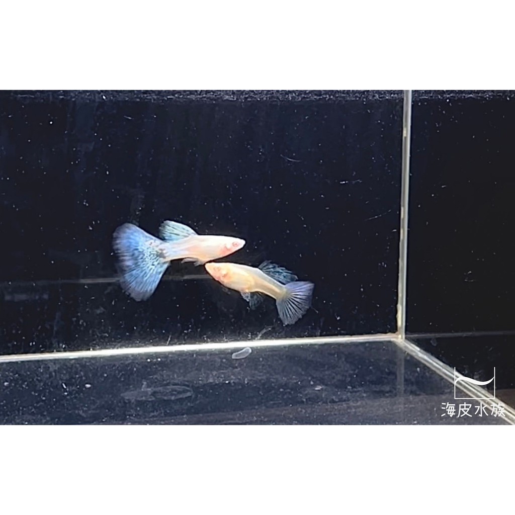 白子孔雀魚 Ptt與dcard推薦網拍商品 2021年12月 飛比價格