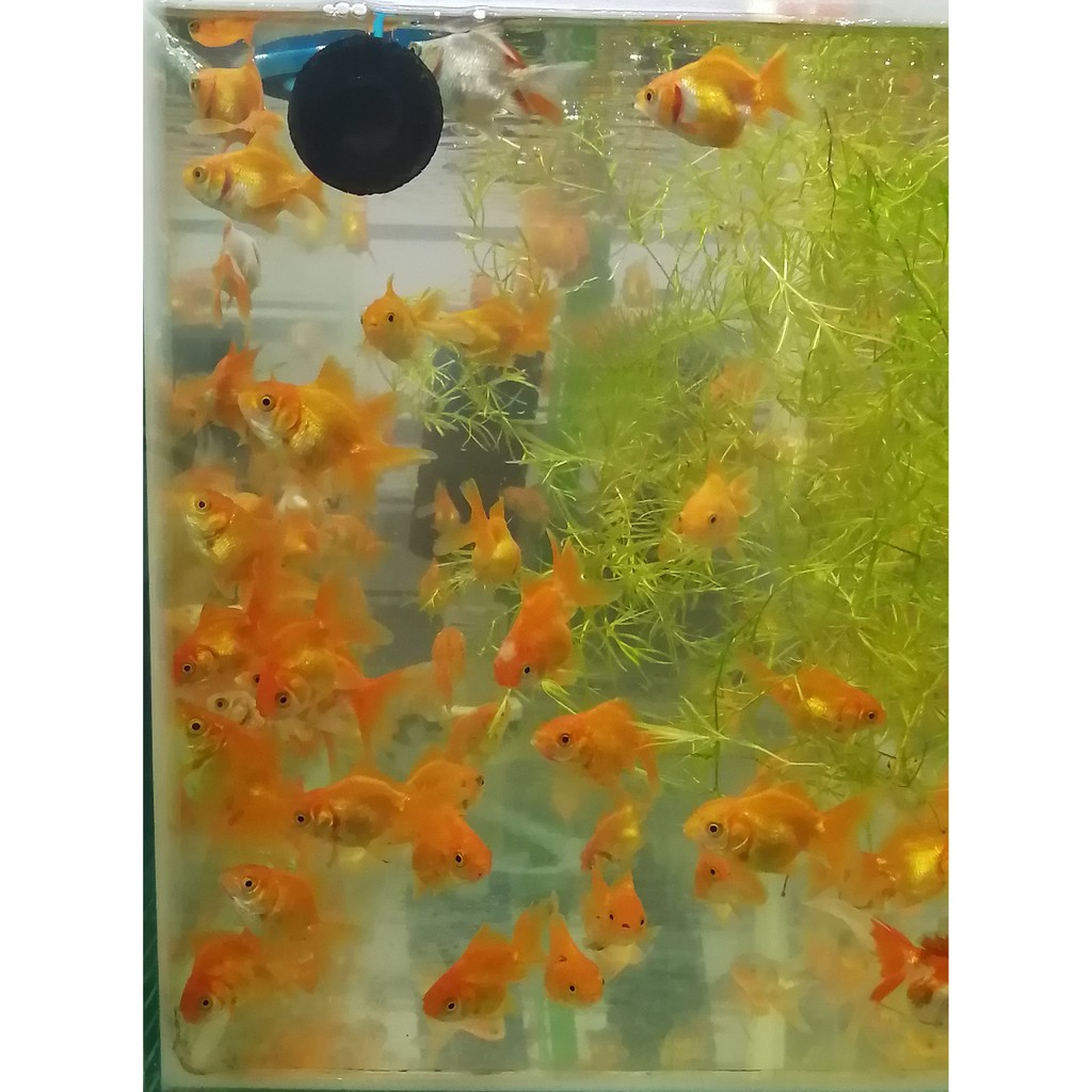 一元水族 獅頭金魚5公分左右活餌 飼料 蝦皮購物