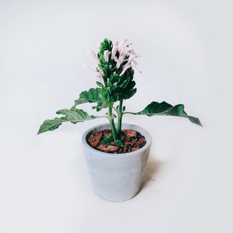 盆空間 珊瑚花巴西羽花室內觀賞植物綠化盆栽植栽花朵水泥盆3 5吋盆 蝦皮購物